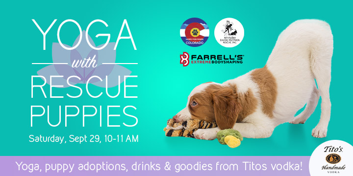 Yoga with Rescue Puppies