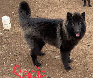 Sadie